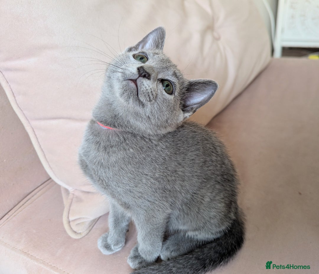 Russian Blue cats for sale: Pedigree TICA Registered kittens - Image 21