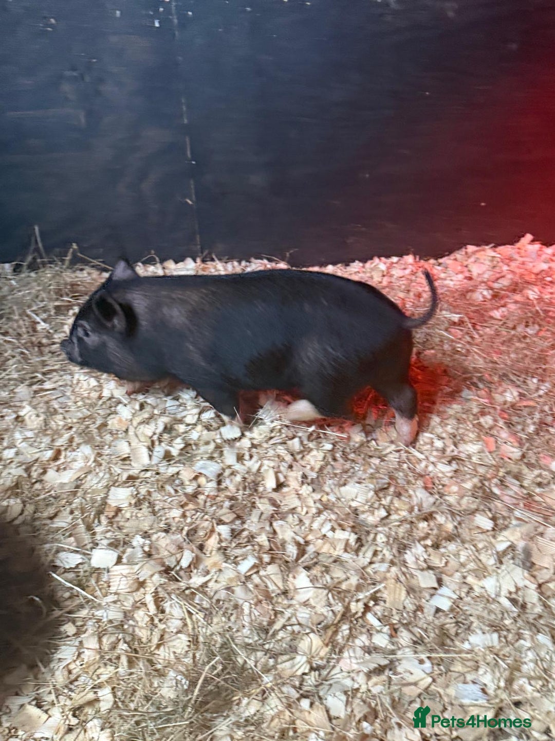 Pig livestock for sale: micro pigs - Image 2