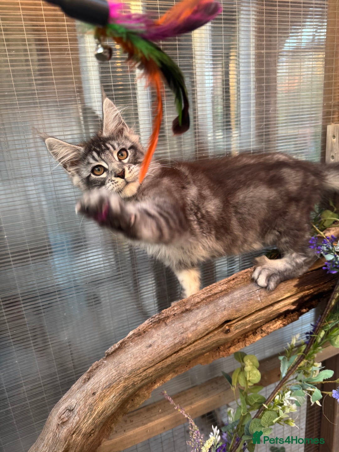 Maine Coon cats for sale: Stunning silver/black tabby MC boys available  - Advert 13