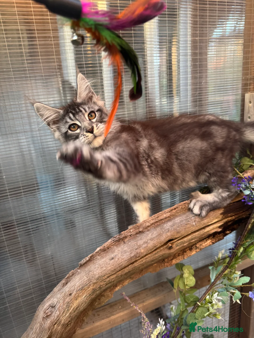 Maine Coon cats for sale: Stunning silver/black tabby MC boys available  - Advert 13