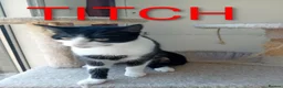 Mixed Breed cats for sale: 2 female cats in Winsford - Advert 1