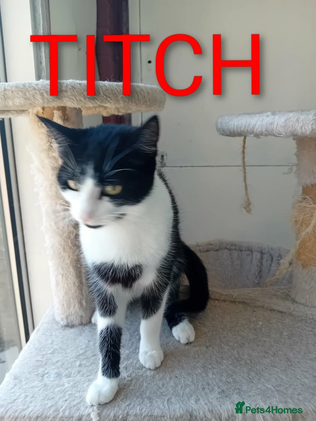 Mixed Breed cats for sale: 2 female cats in Winsford - Advert 1