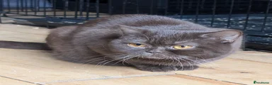 British Shorthair Kitten 1