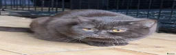 British Shorthair cats for sale: Choclate BSH Active - Advert 1