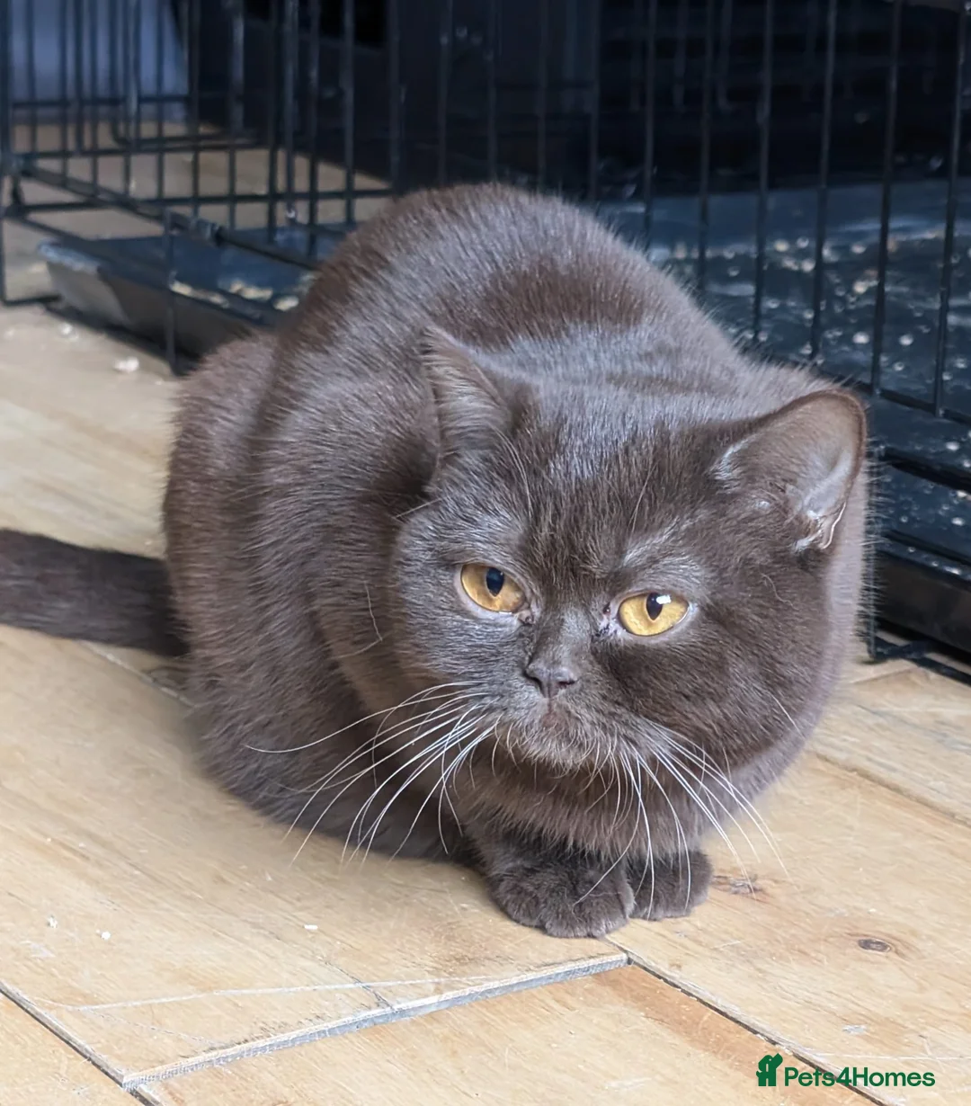 British Shorthair cats for sale: Choclate BSH Active - Advert 1