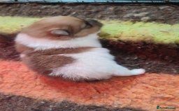 Pomeranian dogs for sale: Top Quality -KC registered  - Image 17