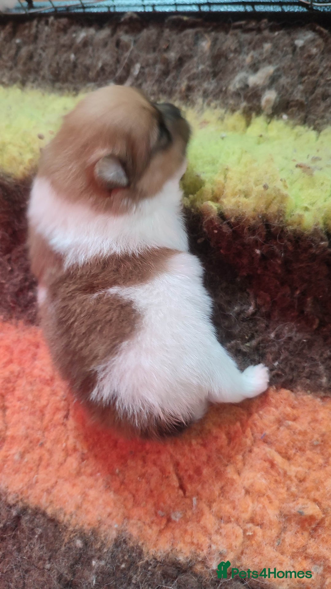 Pomeranian dogs for sale: Top Quality -KC registered  - Image 17