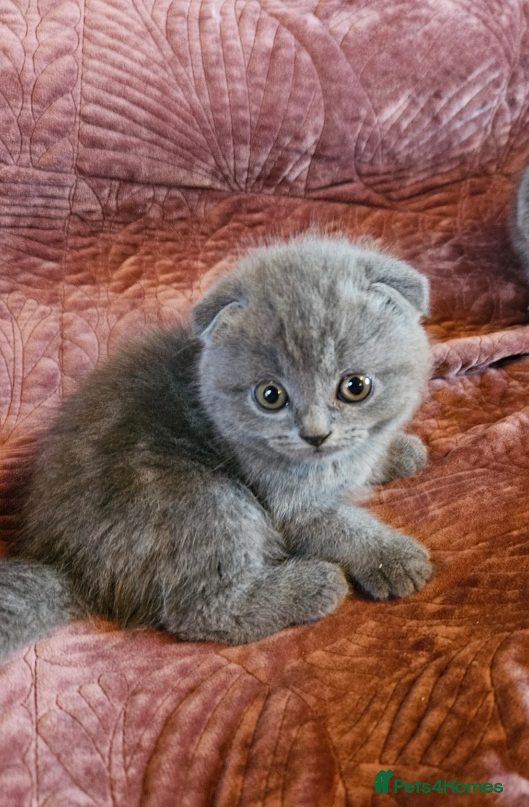 British Shorthair cats for sale: BRITISH SHORTHAIR X SCOTTISH FOLD READY NOW - Advert 11