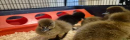 Ducks poultry for sale: 4 ducklings available  - Advert 3