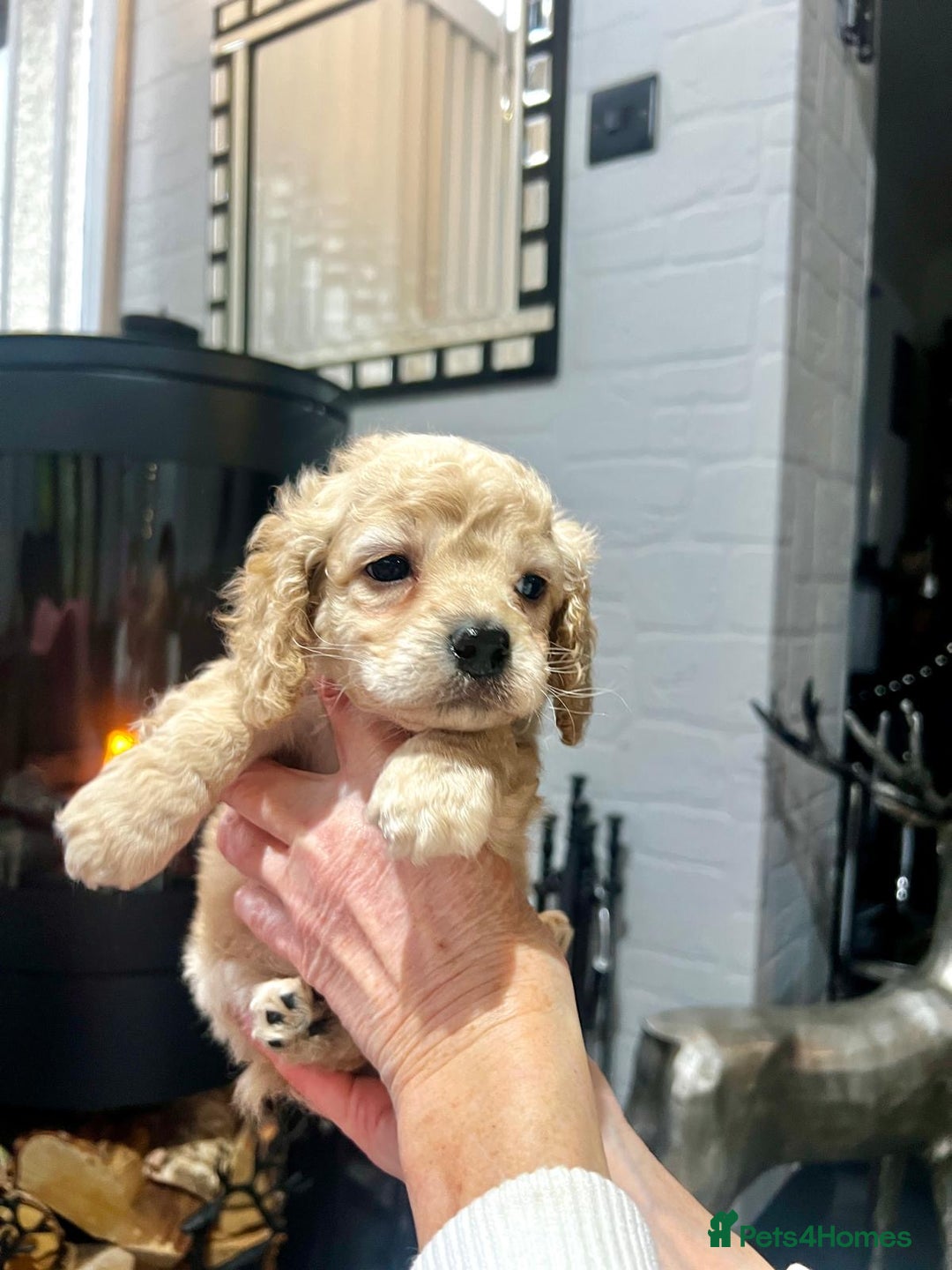 Cockapoo dogs for sale: Tiny cockerpoo pups - Advert 15