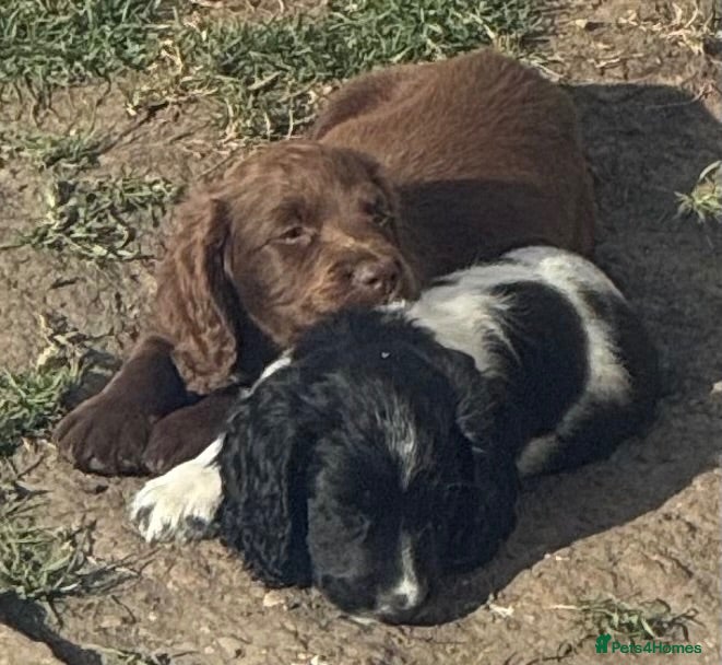 Cocker Spaniel dogs Beautiful litter of cocker spaniel puppies - Advert 2