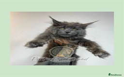 Maine Coon cats for sale: Russian Import Maine Coon Kittens  - Image 5