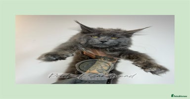 Maine Coon cats - Advert 14