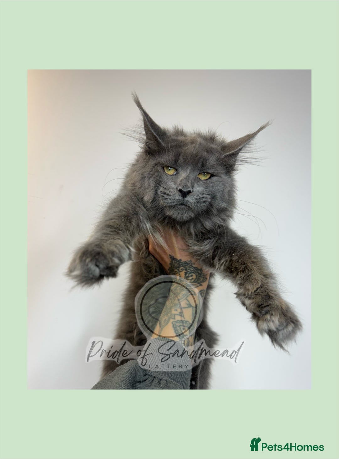 Maine Coon cats for sale: Russian Import Maine Coon Kittens  - Image 5