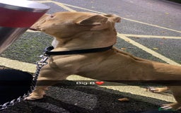 American Bully dogs for stud: Studding Tan Standard American Bully For Stud - Image 3