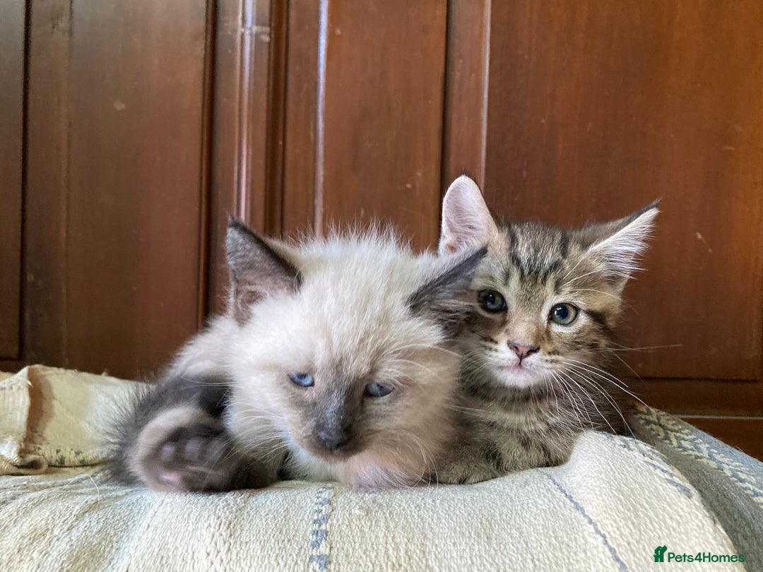 Ragdoll cats for sale: Ragdoll Kittens in Boston - Image 24