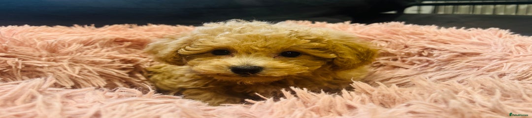 Poochon Puppy 1