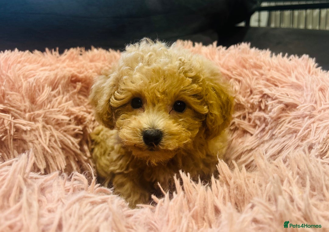 Poochon dogs for sale: Gorgeous F1 Poochon Puppies - Image 6