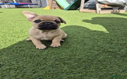 French Bulldog dogs for sale: French Bulldog puppies - Image 24