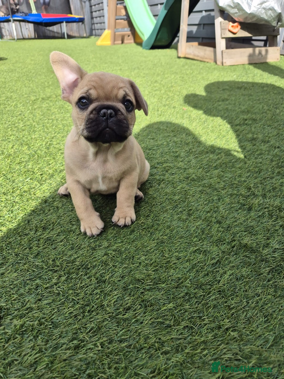 French Bulldog dogs for sale: French Bulldog puppies - Image 24