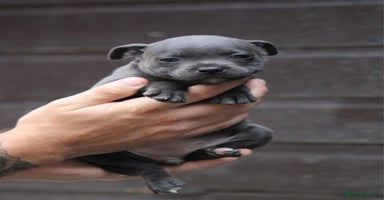 Staffordshire Bull Terrier dogs - Advert 2