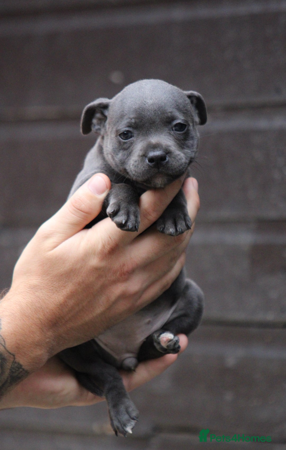 Staffordshire Bull Terrier dogs for sale: 9 Beautiful Black & Blue pups  - Image 3