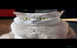 British Shorthair cats for sale: Adult British Short Hair male for adoption  - Image 1