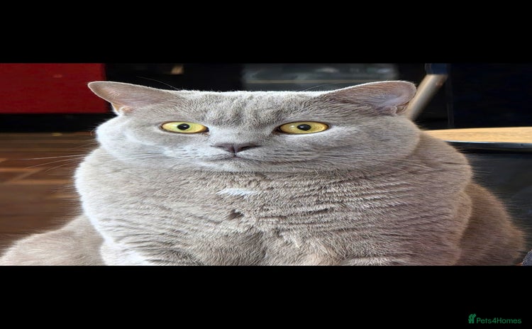 British Shorthair cats - Advert 1