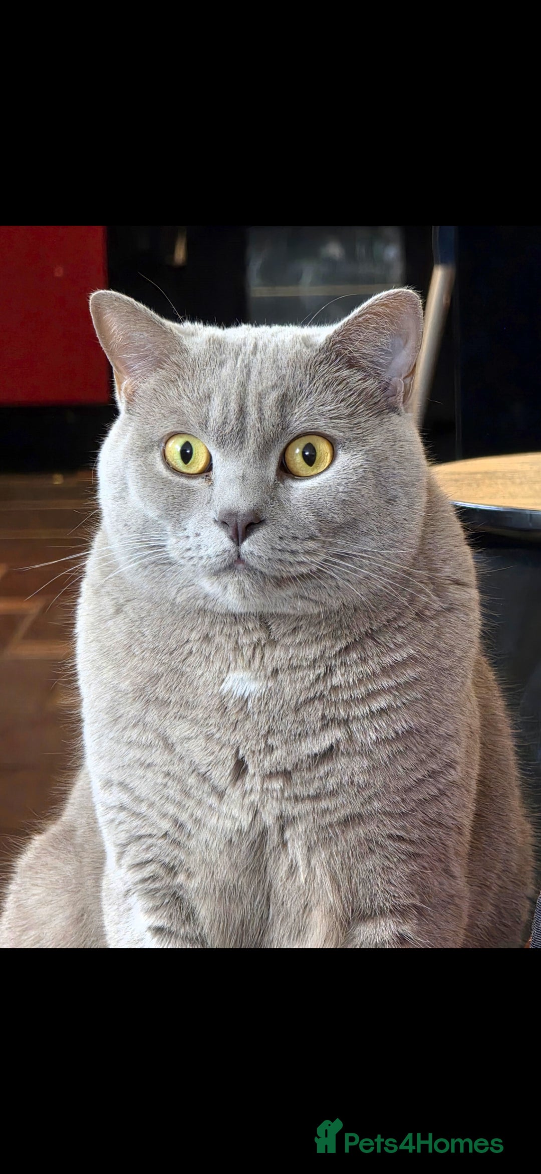 British Shorthair cats for sale: Adult British Short Hair male for adoption  - Image 1