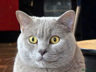 British Shorthair cats - Advert 26