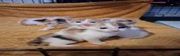 Mixed Breed cats for sale: 5 absoloutly stunning kittens  - Advert 2