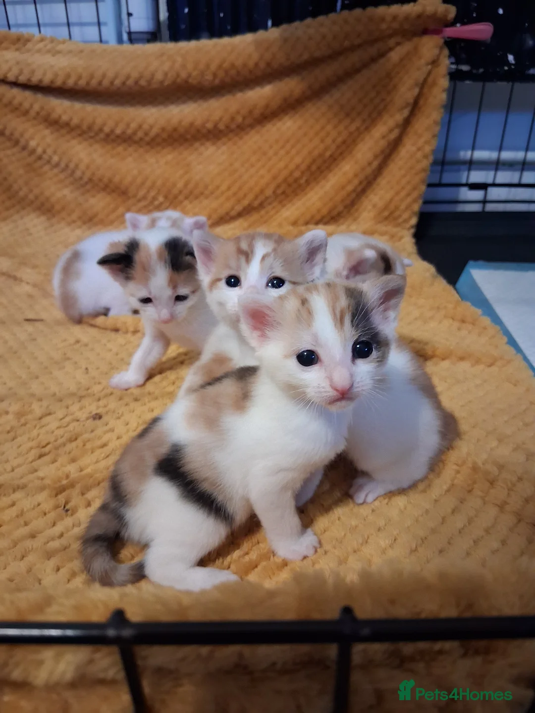 Mixed Breed cats for sale: 5 absoloutly stunning kittens  - Advert 2