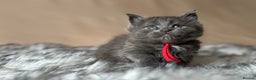 Maine Coon cats for sale: Maine coon kittens blue silver smoke rare colours - Advert 29