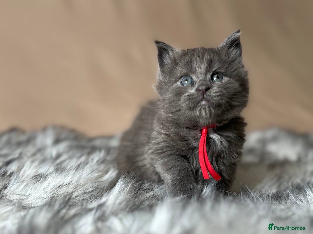 Maine Coon cats for sale: Maine coon kittens blue silver smoke rare colours - Advert 29