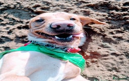 Labrador Retriever dogs for sale: Quality KC reg labs (ideal assistance/therapy dog) - Image 13