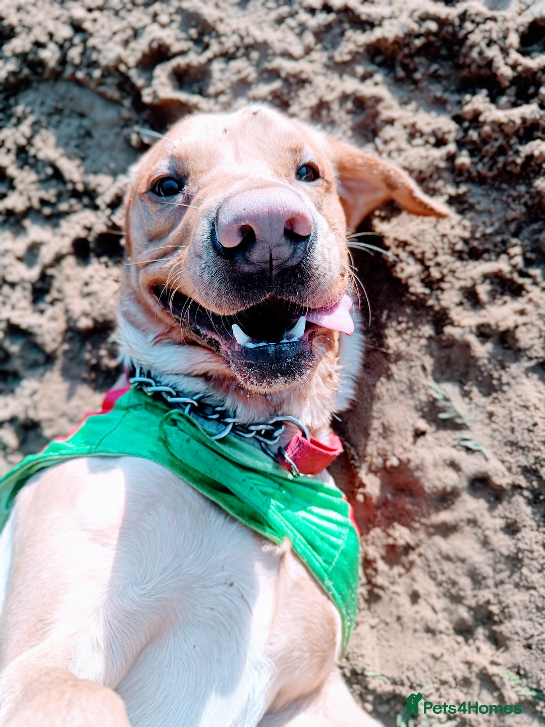 Labrador Retriever dogs for sale: Quality KC reg labs (ideal assistance/therapy dog) - Image 13