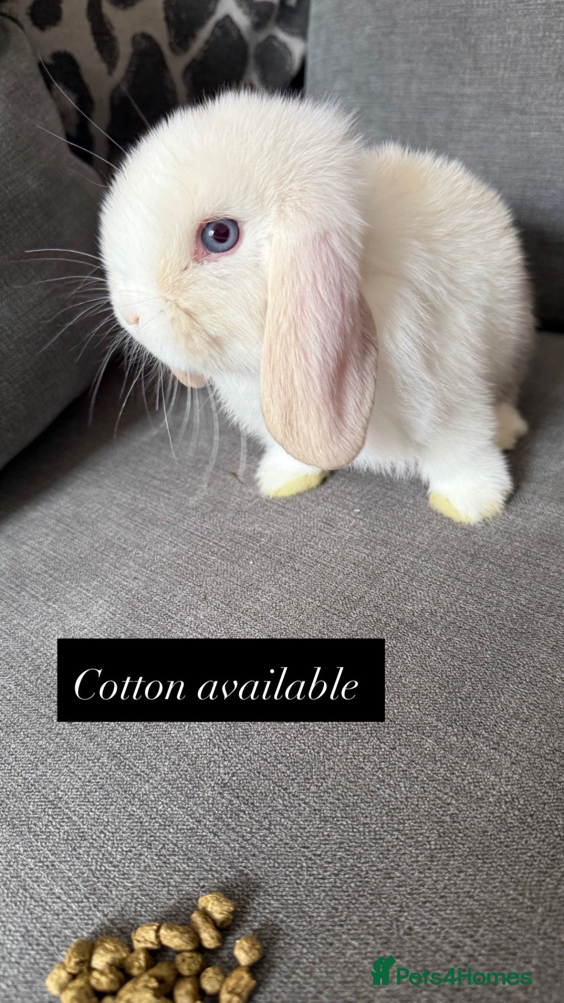 Mini Lop rabbits Ready To Leave Now - last remaining buns left 🐰 - Advert 2