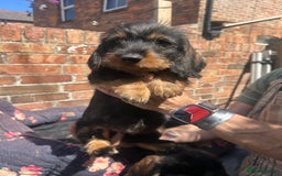 Dachshund dogs for sale: Two boys left! Beautiful standard pups - Image 6