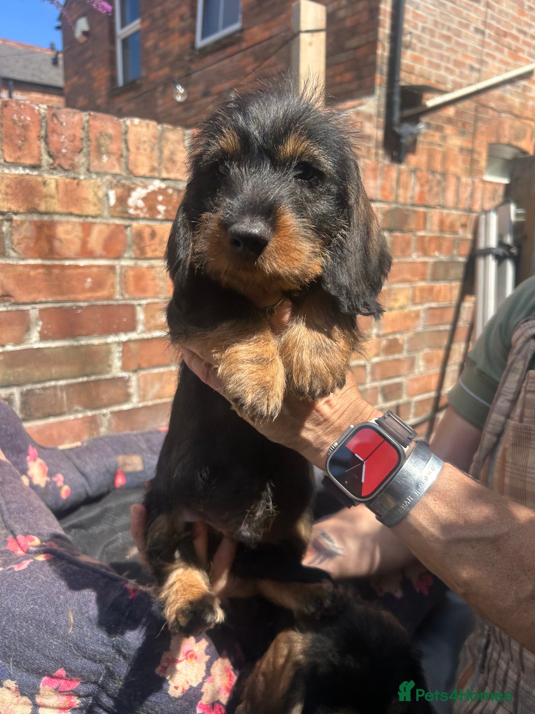 Dachshund dogs for sale: Two boys left! Beautiful standard pups - Image 6