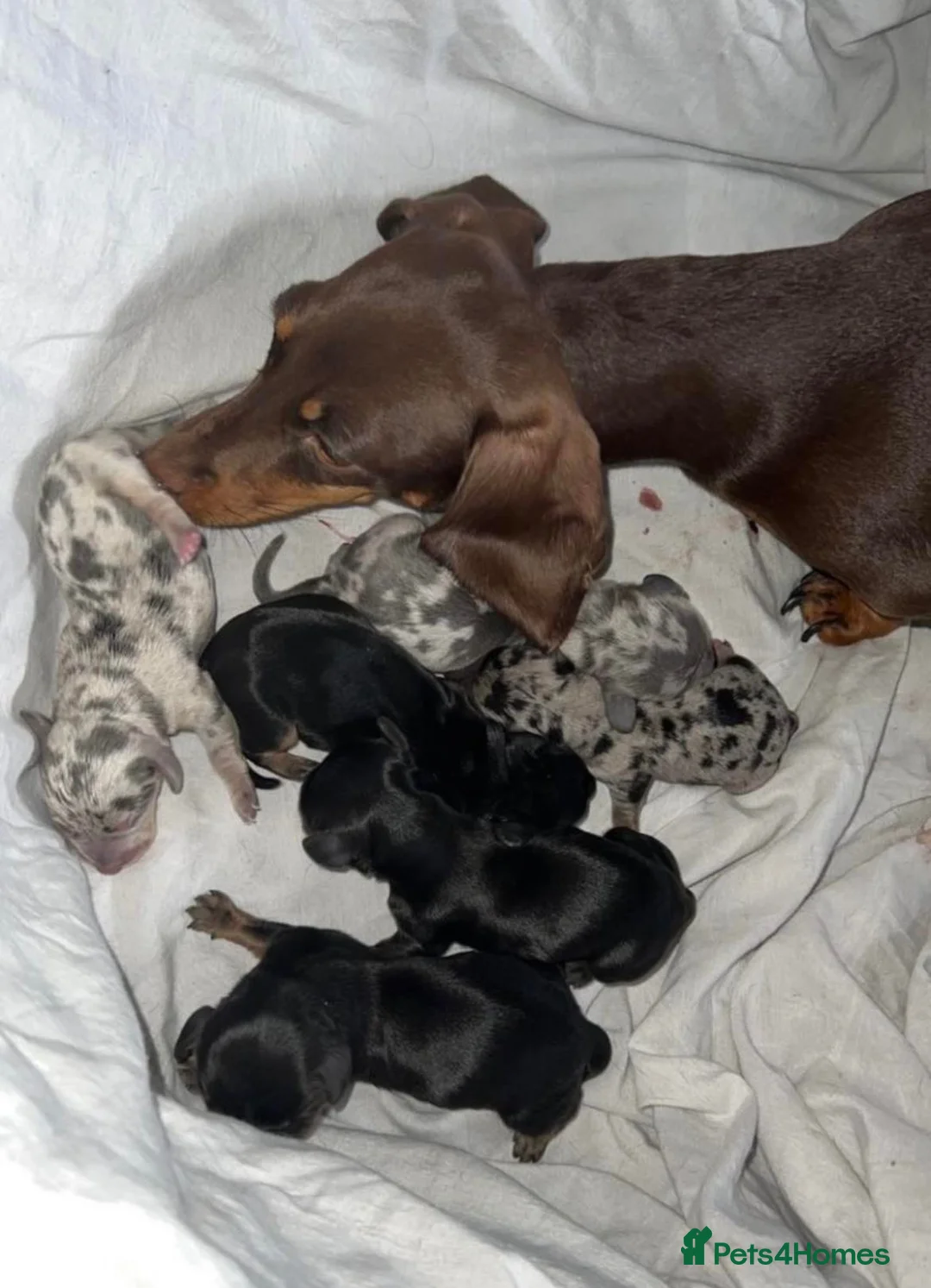 Miniature Dachshund dogs for stud: KC REG SILVER DAPPLE & TAN STUD CARRYING CREAM in Irvine - Advert 18