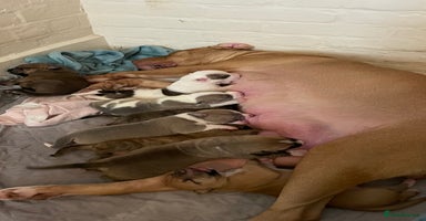 Mixed Breed dogs - Advert 11