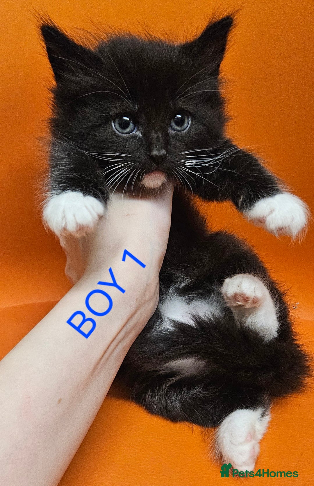 Mixed Breed cats for sale: Beautiful Kittens Looking for a Loving Home!! - Advert 5