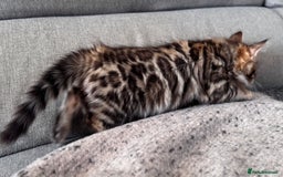 Bengal cats for sale: 💎Cashmere Bengal kittens (Bengal- Longhair) 💎 - Image 13
