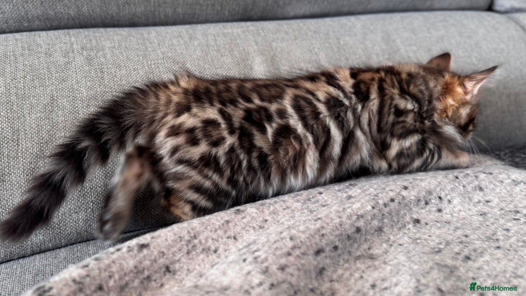 Bengal cats for sale: 💎Cashmere Bengal kittens (Bengal- Longhair) 💎 - Image 13