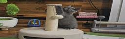 British Shorthair cats for sale: Blue British Shorthair kitten - Advert 7