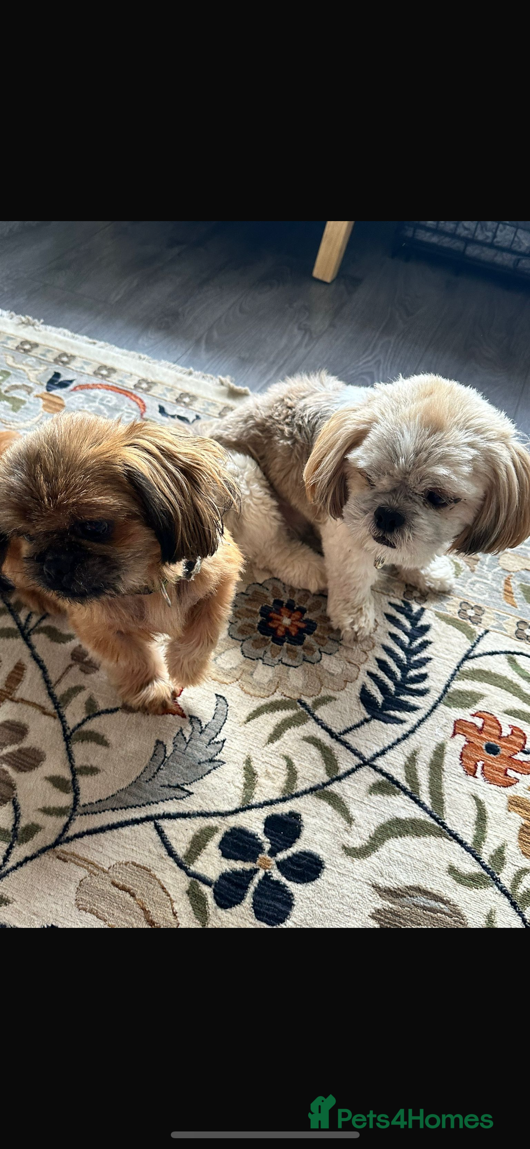 Shih Tzu dogs for sale: 2 female Shih tzu - Image 3