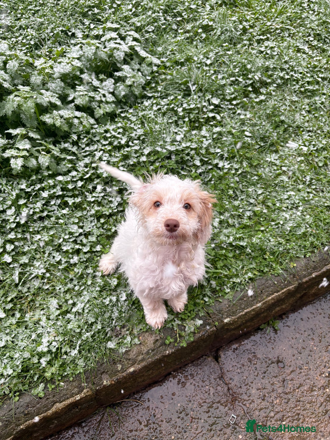 Mixed Breed dogs for sale: Springerpoo puppy  - Advert 6