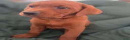 Labrador Retriever dogs for sale: ❤️ beautiful dark red working Labrador pups ❤️ - Advert 11