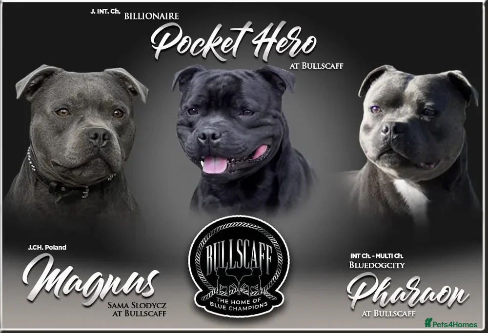 Staffordshire Bull Terrier dogs Staffordshire bull terrier - Advert 5