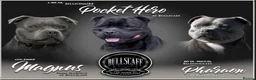 Staffordshire Bull Terrier dogs for sale: Staffordshire bull terrier in Wymondham - Advert 1